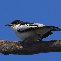 White-winged Triller